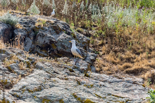Fototapeta Seagull on the rocks