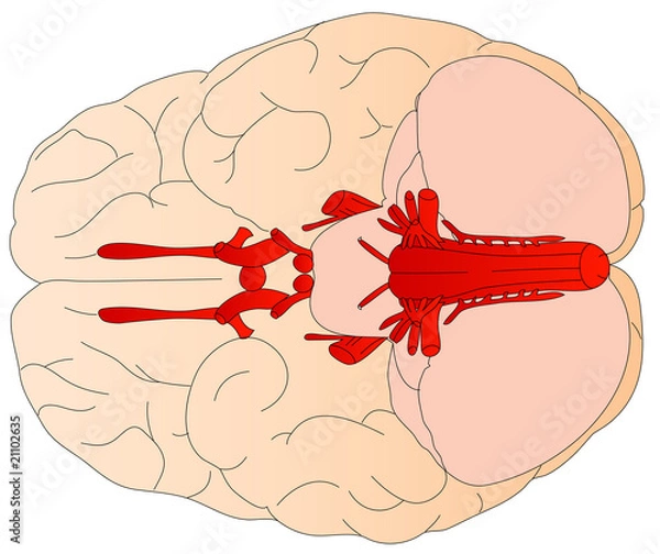 Fototapeta Diagram of the human brain.