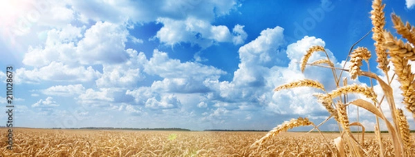 Fototapeta Summer Landscape of Golden Wheat Field