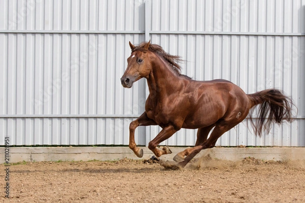 Obraz Chestnut horse running in paddock on the sand background