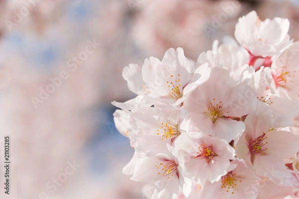 Obraz cherry blossom