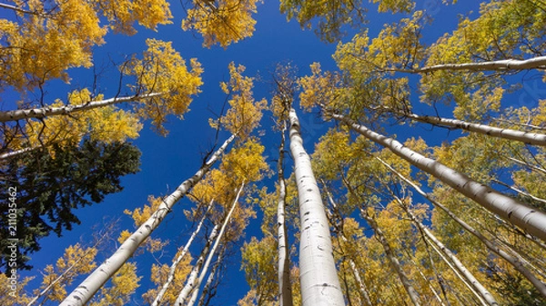 Fototapeta Looking up through the tall aspens - Santa Fe National Forest