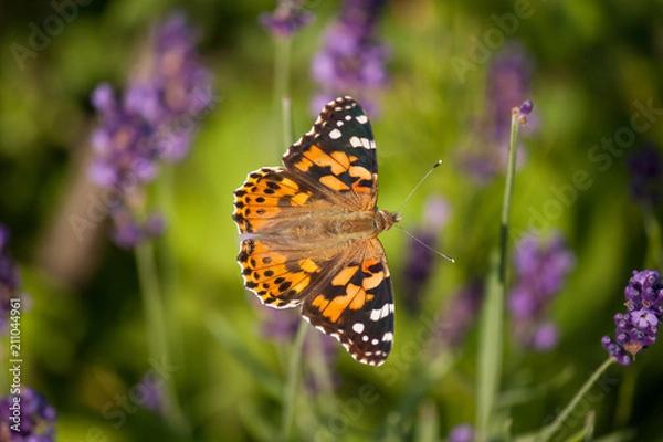 Fototapeta Schmetterling von Lavendelblüten