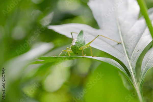 Fototapeta 葉っぱの上のキリギリスのアップ