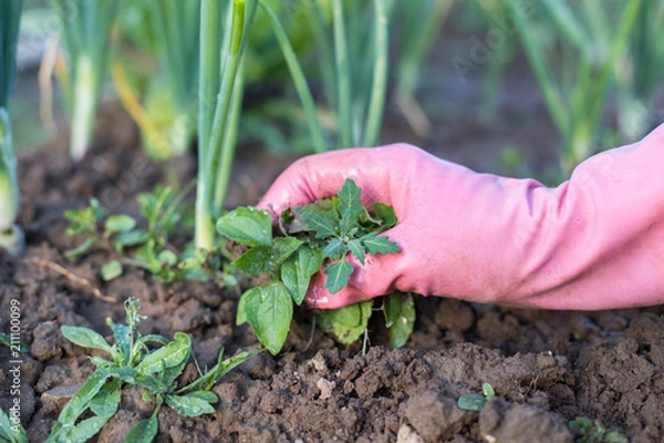 Fototapeta Hand Of Female Gardener In Working Rubber Gloves Weeding Weeds In Vegetable Garden Of Onion Close Up.