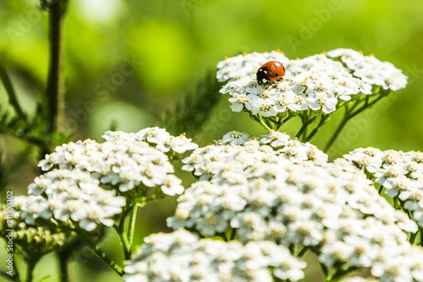 Obraz Biedronka na krwawniku