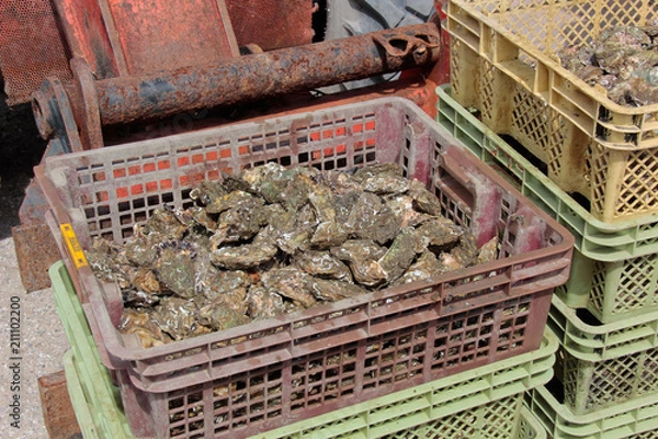 Obraz casier d huitres