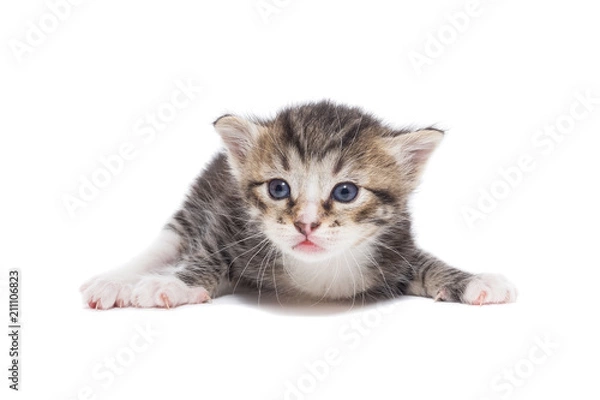 Fototapeta Kitten on a white background