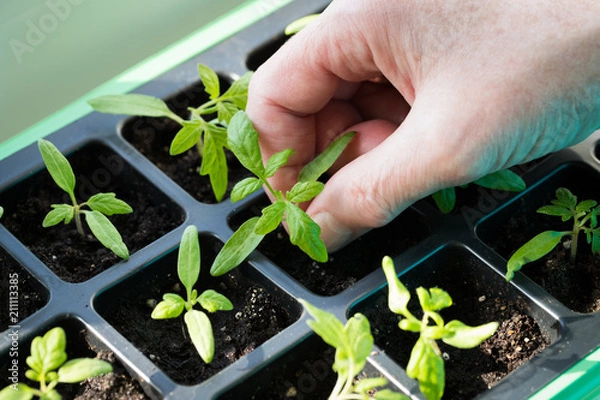 Fototapeta Close Up Of Farmer Hand Holding Small Green Sprout Seedling Of Tomato Growing In Seedling Tray In Spring.