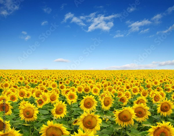 Obraz sunflowers field on sky