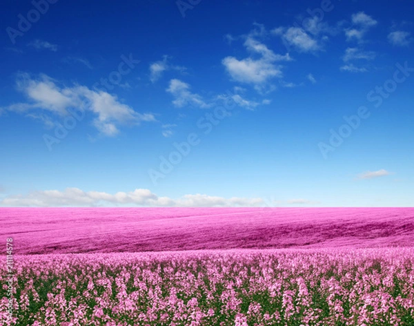 Obraz Spring flower field