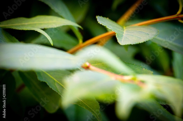 Obraz Leaves on a Plane