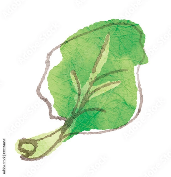 Obraz 漬物にしたらおいしい野菜シリーズ_高菜