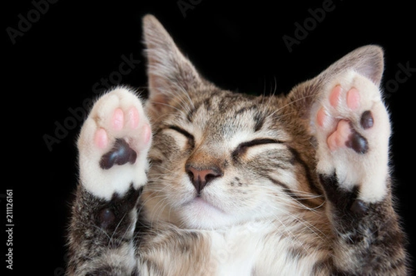 Obraz sleeping cute cat on a black background, paws up