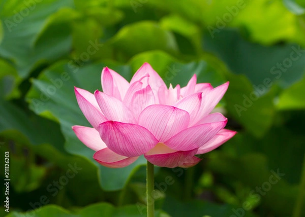 Fototapeta 蓮の花