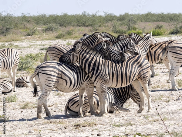 Obraz Damara zebra, Equus burchelli antiquorum, Grooming, Etosha, Namibia