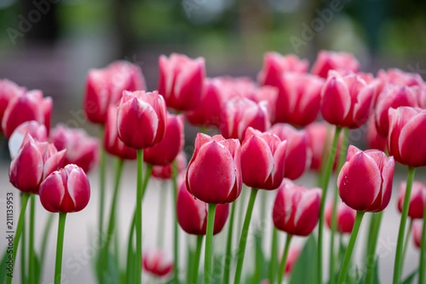 Fototapeta 赤いチューリップの花