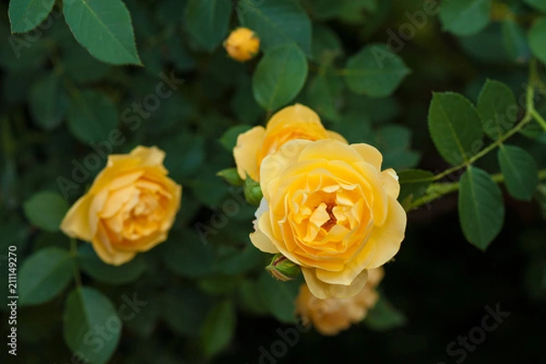 Obraz Yellow roses on a bush in a summer garden. Close-up of garden rose in the summer sunny day.