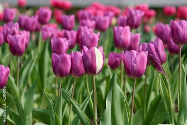 Fototapeta 紫色のチューリップ