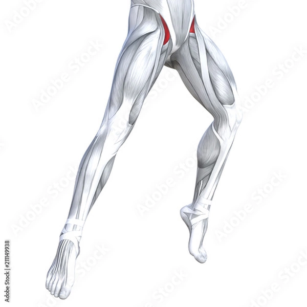 Fototapeta Concept conceptual 3D illustration fit strong front upper leg human anatomy, anatomical muscle isolated white background for body medical health tendon foot and biological gym fitness muscular system