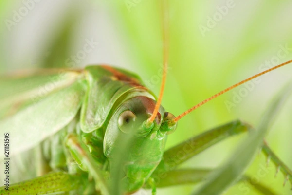 Obraz big green grasshopper