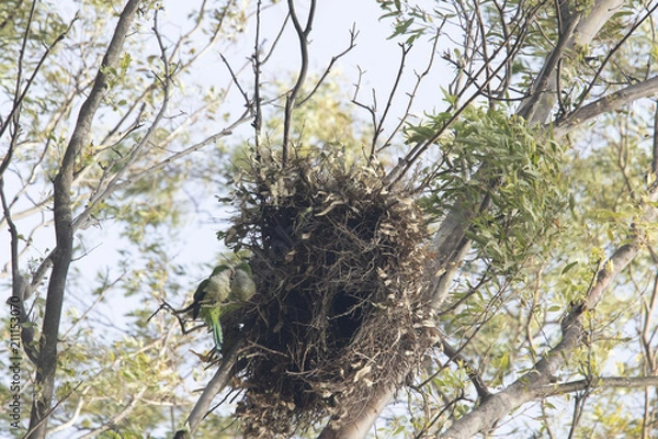 Obraz cotorra argentina
