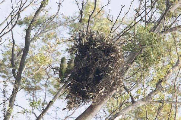 Obraz cotorra argentina