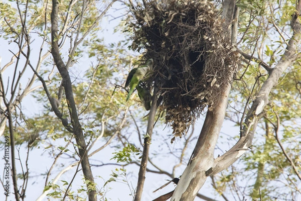 Obraz cotorra argentina