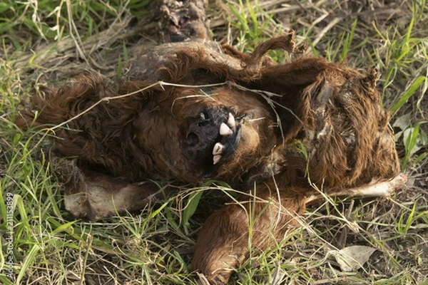 Obraz cotorra argentina