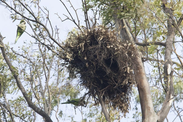 Obraz cotorra argentina