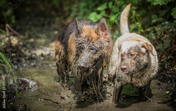 Obraz German Shepherd in Mud