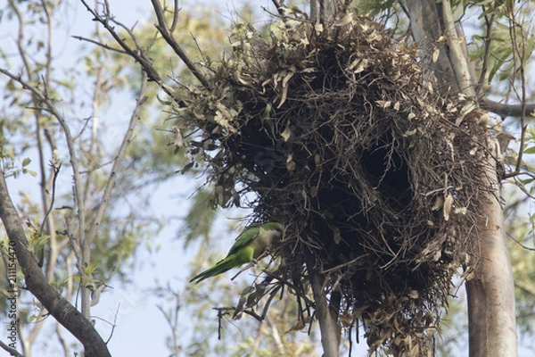 Obraz cotorra argentina