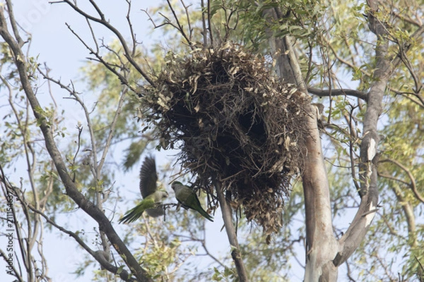 Obraz cotorra argentina