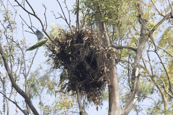 Obraz cotorra argentina