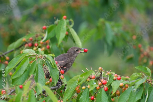 Obraz Szpaki na czereśni
