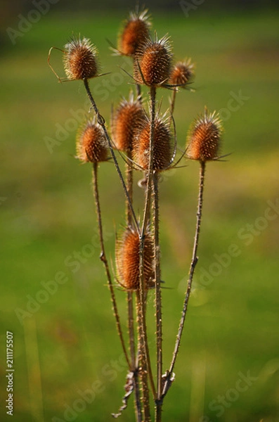 Obraz Thistle in the sunset on a green background