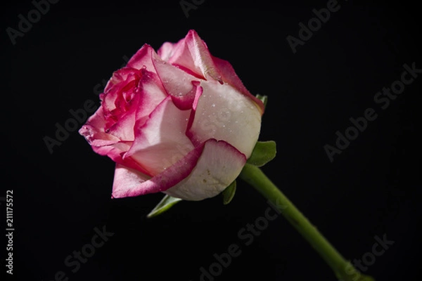 Obraz Pink and white rose on black background
