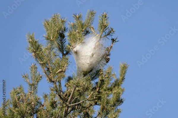 Fototapeta Nid de chenilles processionnaires