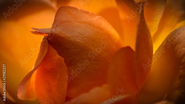 Obraz Herz der Natur