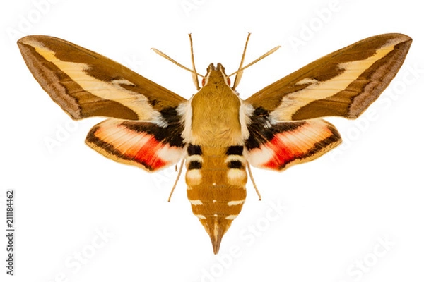 Obraz butterfly Hyles gali on white background