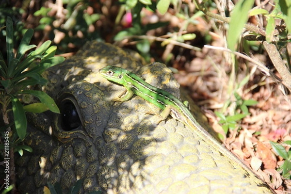 Fototapeta Lézard