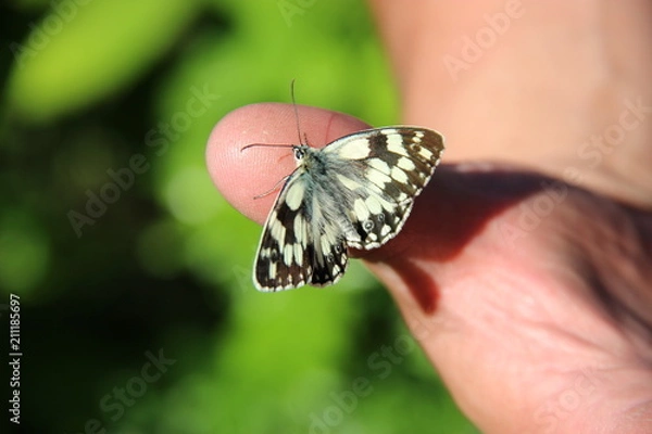 Fototapeta Petit papillon