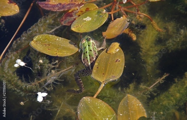 Fototapeta Grenouille