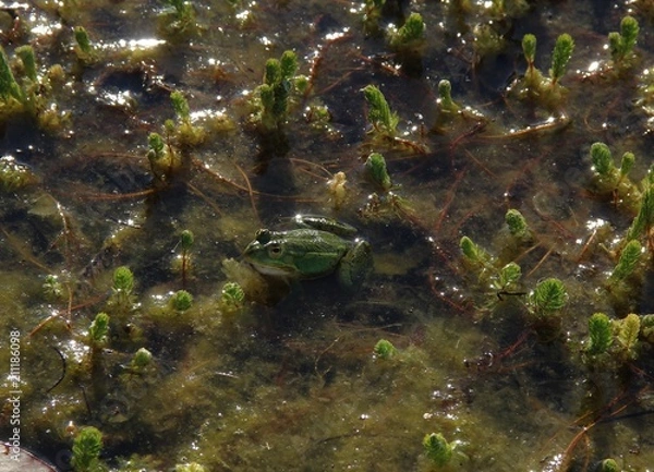 Fototapeta Grenouille