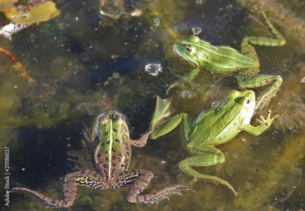 Fototapeta Grenouilles vertes