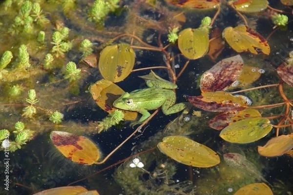 Fototapeta Grenouille