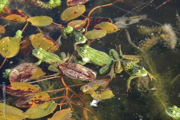 Fototapeta Grenouille verte
