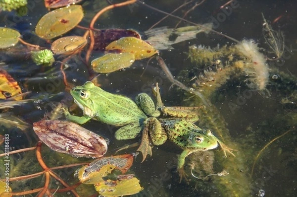 Fototapeta Grenouilles