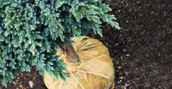 Fototapeta Tree with Root Ball