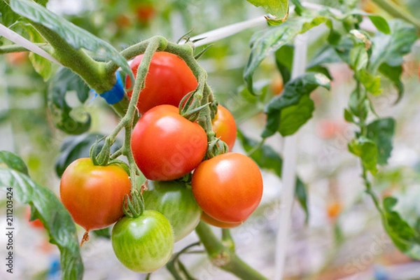 Obraz トマト農家のビニールハウス